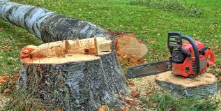 How Our Tree Care Process Works  in  King Arthur Park, MT