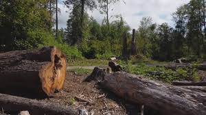 Best Tree Disease Treatment  in King Arthur Park, MT