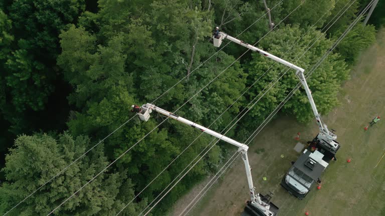 Professional Tree Removal in King Arthur Park, MT